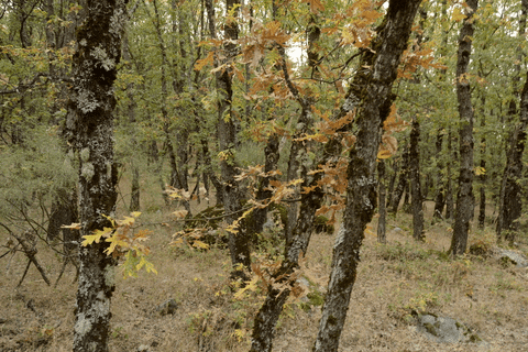 forest net art GIF by Leandro Estrella