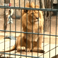 Look Sert GIF by TRT