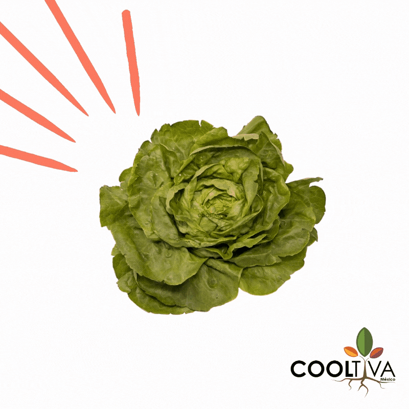 Cooltivamx giphyupload agricultura cdmx lettuce GIF
