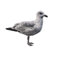 Sitting Standing Up Sticker