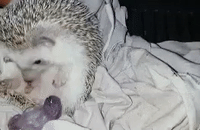 GIF by Mashable