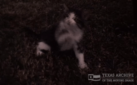 Cat Kitty GIF by Texas Archive of the Moving Image