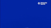 Deep Sea Rainbow GIF by Monterey Bay Aquarium