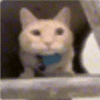 Cat Looking GIF
