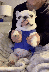 pardonthyfrench dog french bulldog beth cute puppy GIF
