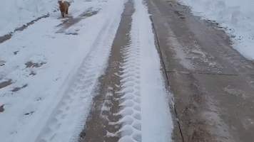 Manitoba Resident Walks Dog as Days-Long Snowstorm Pauses