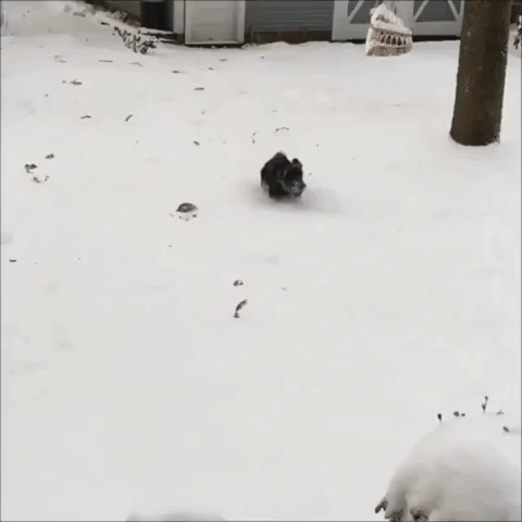 Excited Puppy Experiences First Snow in Southern Minnesota