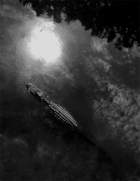 lake gator GIF by University of Florida