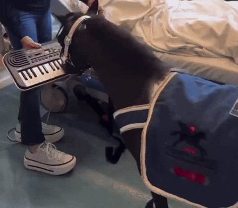 KinneyA horse giphycreatortest piano horses GIF
