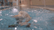 swim swimming GIF by This Girl Can
