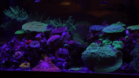 pusanpa giphyupload GIF