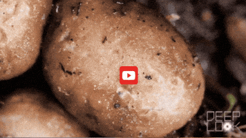 GIF by KQEDScience