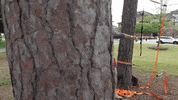 Walk Balance GIF by University of Louisiana at Lafayette