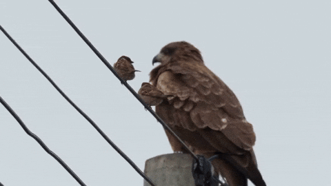 cuteanimalland giphyupload GIF