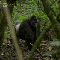 Pbs Nature Wildlife GIF by Nature on PBS