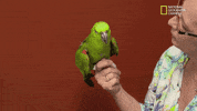 nat geo wild pets GIF by Dr. K's Exotic Animal ER