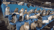 Show Me The Snack GIF