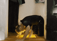 Knocked Loose Metalcore GIF by Pure Noise Records