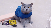 GIF by Puppy Bowl