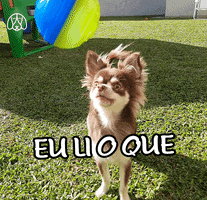 Budapets cat dog gato pets GIF