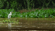 When Nature Calls Water GIF by ABC Network