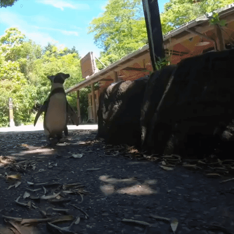 Penguins Take Stroll With Flamingos Through Oregon Zoo