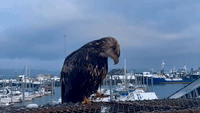 Young Bald Eagle Tries to Go Dumpster-Diving in Alaska