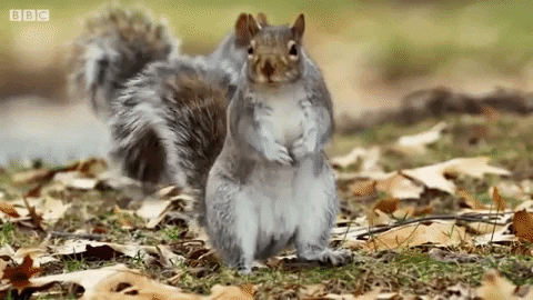 giphygifmaker awkward bbc squirrel spy GIF