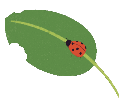 marietbejarano spring leaf ladybug childrens book Sticker