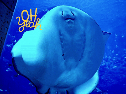 You Can Wow GIF by FranchiseONE.de