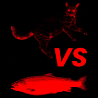 Cat GIF by Rega Marketing