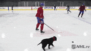 ice hockey dog GIF by NHL