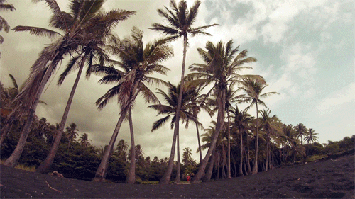 palm trees beach GIF