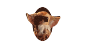 rovazzi eros Dru rovazzi erosramazzotti Sticker