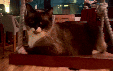 Kitty Winkel Swing GIF by Winkel