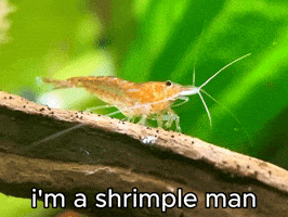 Simple Man Shrimp GIF