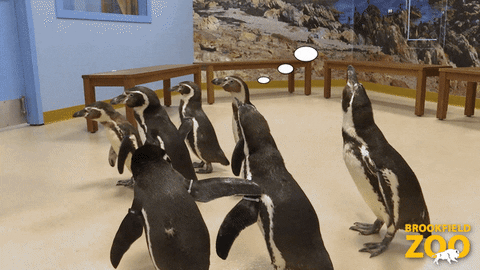 Confused Where Are You GIF by Brookfield Zoo