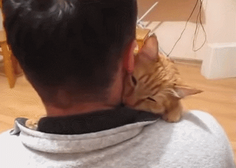 cat hugs GIF