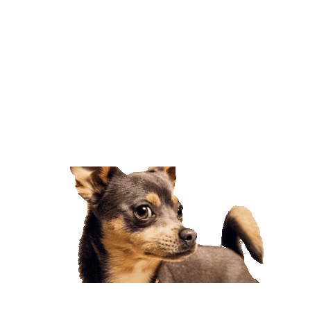 MeomariBoutique giphygifmaker Sticker