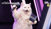 스큐파 GIF