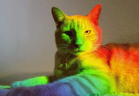 Cat Rainbow GIF