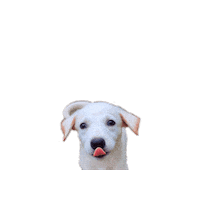 Adote Sticker by GARRA