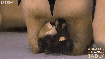 baby animals GIF by BBC