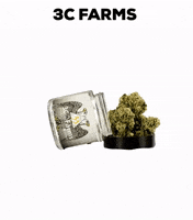 coasttocoastcanoga 3c 3c farms coast to coast canoga club33 GIF