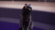 black cat GIF by Power Rangers