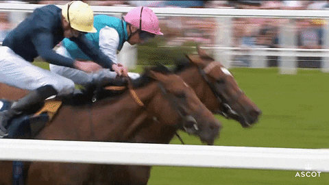AscotRacecourse giphyupload horse race battle GIF