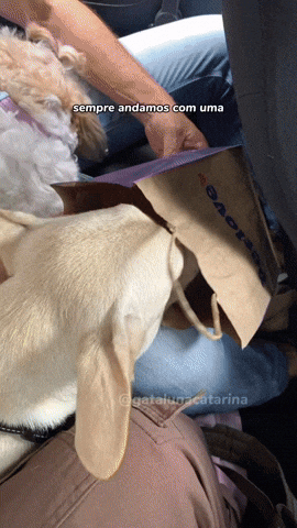 cuteanimalland giphyupload GIF