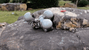 GIF by Alex Boya