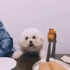 cuteanimalland giphyupload GIF