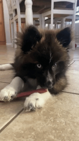 FatPuppy giphygifmaker GIF